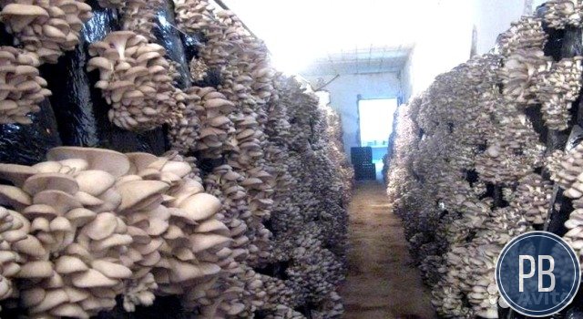 Цех по выращиванию грибов 900 кг в мес