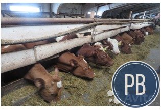 Продаю сельскохозяйственный бизнес