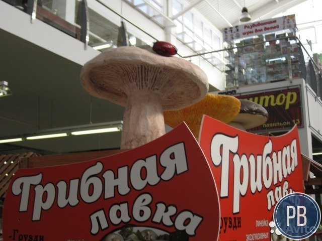 Сибирские грибы в Калининграде