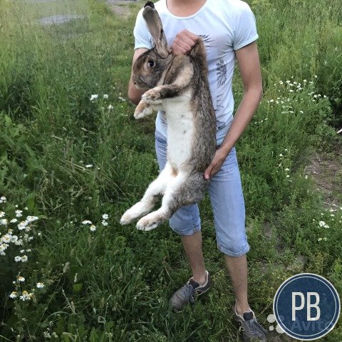 Готовый бизнес.Ферма кроликов великанов