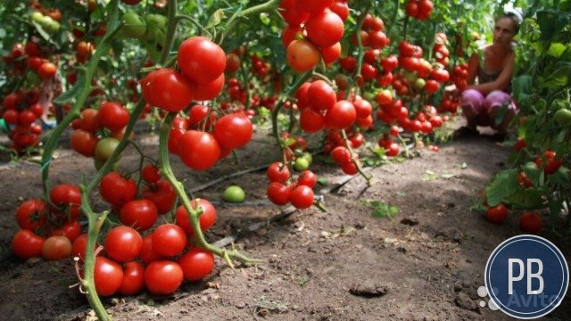 Готовый бизнес: Выращивание овощей в теплицах