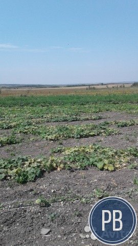 Фермерское хозяйство