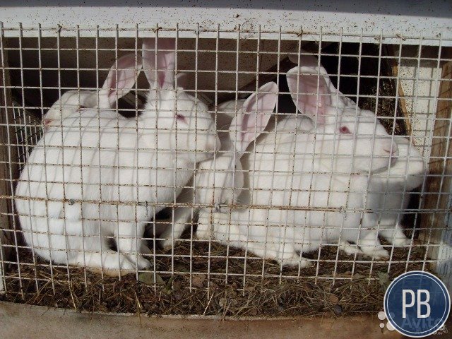 Кролиководческая ферма на участке 4 Гектара