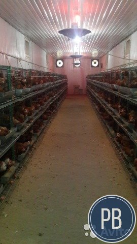 Мини птицефабрика на 1 300 гол.с домовладением