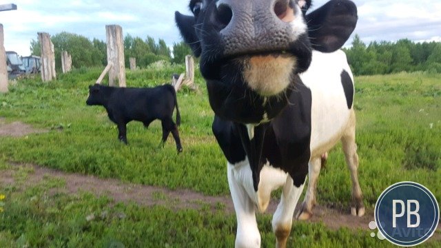 Сдаю в аренду фермерское хозяйство