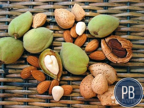 Готовый бизнес по выращиванию и продаже миндаля