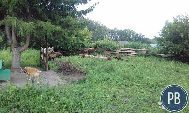 Продаю готовое сельское хозяйство
