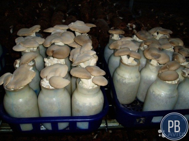 Производство, выращивание грибов
